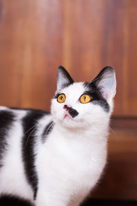 Portrait of an adorable black and white young cat looking scared