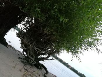 Plants growing on tree trunk