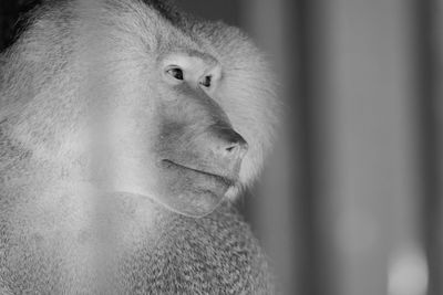 Portrait of a monkey