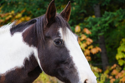 Wild horse making eye contact. 