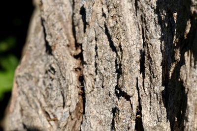 Close-up of dead tree trunk