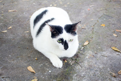 High angle portrait of cat on street in city