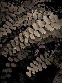 High angle view of flowering plant leaves floating on water at night