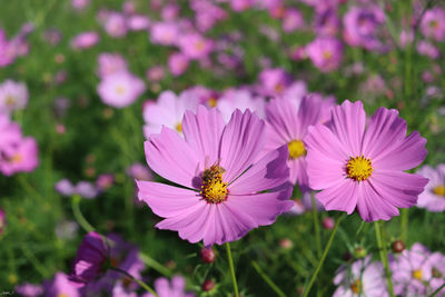 Close-up of pink pollinating flower