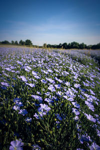 Close-up of crocus blooming on field against sky