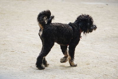 Dog walking on sandy beach