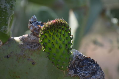 Close-up of prickly pear cactus