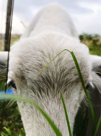 Close-up of cat