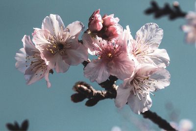 Close-up of cherry blossom