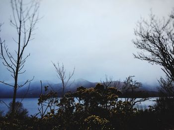 Bare trees against sky