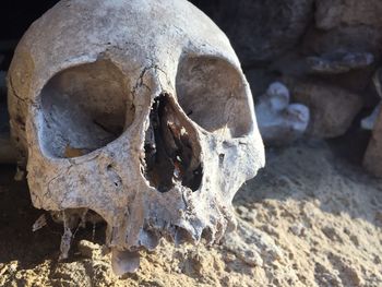 Close-up of animal skull