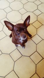 Close-up portrait of dog