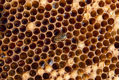 Full frame shot of bee
