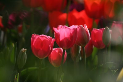 Close-up of red tulips in field