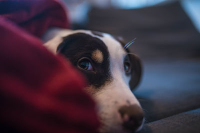 Close-up portrait of dog