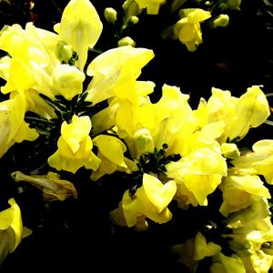 Close-up of yellow flowers