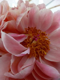 Close-up of pink flower