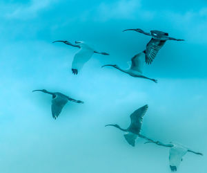 Low angle view of fishes swimming in sea