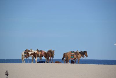 Panoramic view of horse on beach against sky