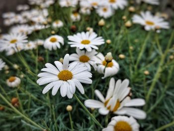 Close-up of white daisy flowers on field