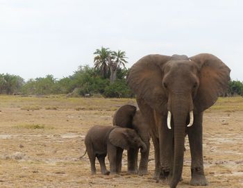 Elephant with calves standing on field against sky