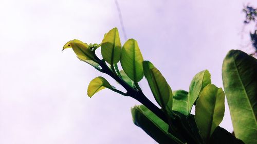 Close-up of plant