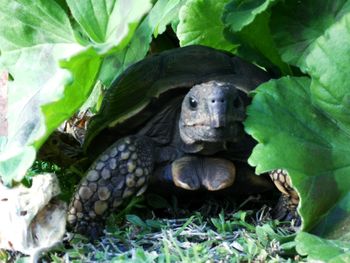 Close-up of turtle in grass