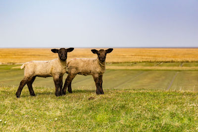 Two cute lambs standing on green field