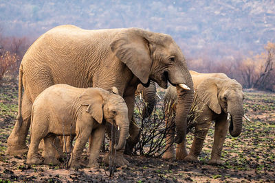 Elephant in a farm