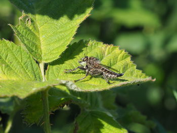 Close-up of insect on leaf