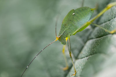 Close-up of insect on leaf