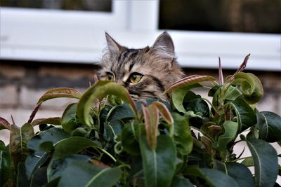 Portrait of cat on plant