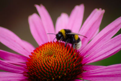 Close-up of honey bee on coneflower