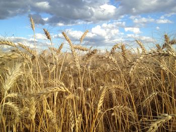 Close-up of wheat field against sky