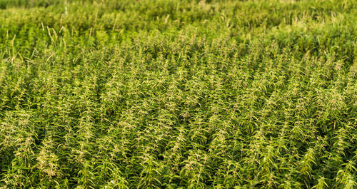 Full frame shot of corn field