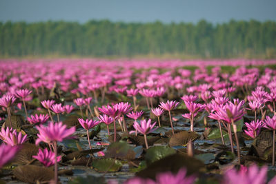 Close-up of flowering plants on field