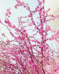 Low angle view of pink cherry blossoms in spring