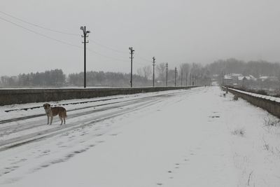 Dog on snow covered field against sky