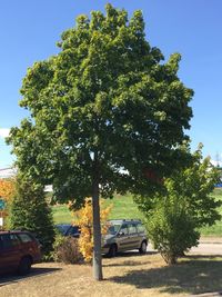 Trees by car against clear sky