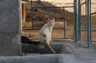 Cat living in street of aswan, egypt