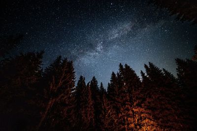 Low angle view of trees against sky at night