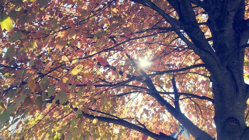 Low angle view of tree against sky during autumn