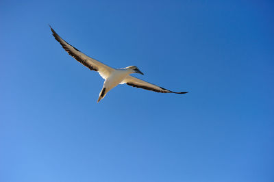 Low angle view of seagull flying against clear blue sky