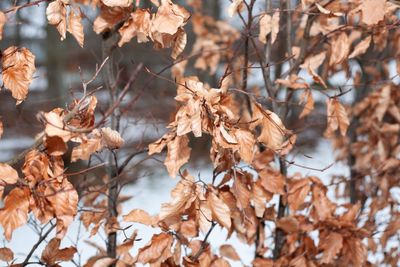 Close-up of dried autumn leaves on tree