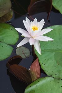 Close-up of lotus water lily in pond