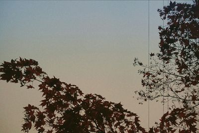 Low angle view of trees against sky