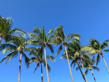 Low angle view of palm tree against clear blue sky