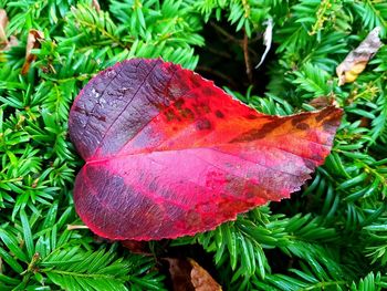 High angle view of autumnal leaves on tree