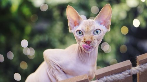 Close-up portrait of cat on tree