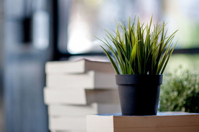 Close-up of potted plant on table